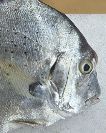 ปลาใบปอ (ใบโพธิ์)