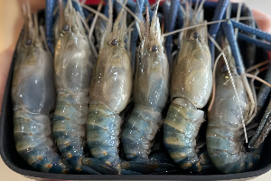 กุ้งแม่น้ำ / River prawn