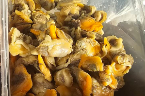 หอยแครง