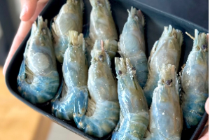 กุ้งแม่น้ำ / River prawn